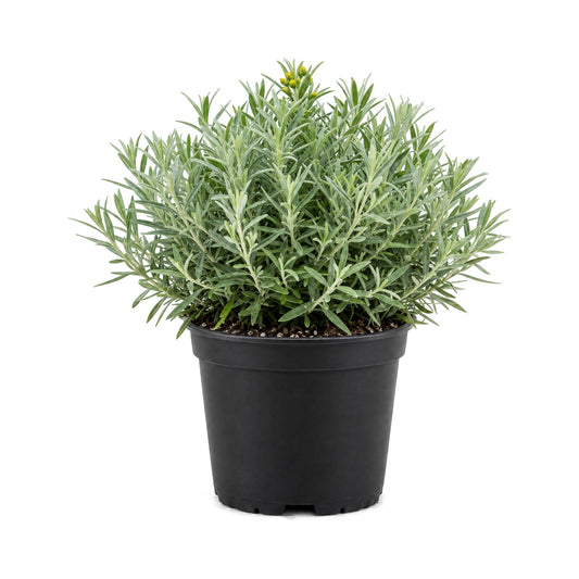 Curry plant in a black grower's pot
