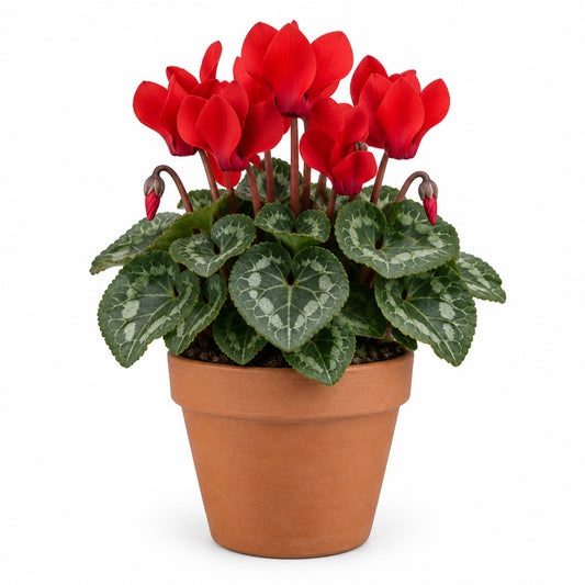 Cyclamen in bloom in a terracotta pot