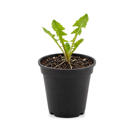 Italian dandelion Clio seedlings in a black grower's pot