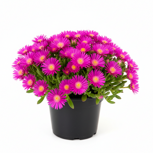 Delosperma 1qt