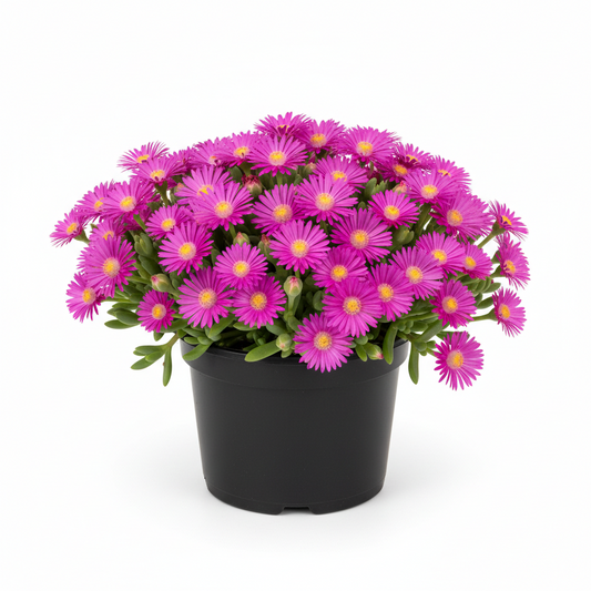 Delosperma 4.5 in