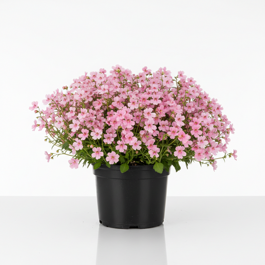 Diascia 4.5 in