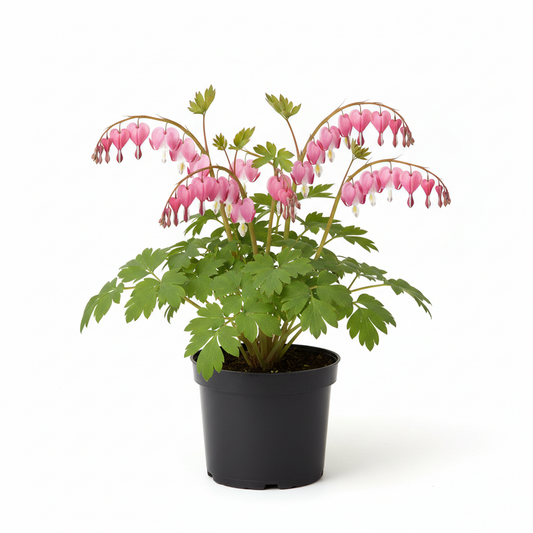Dicentra Bleeding Heart