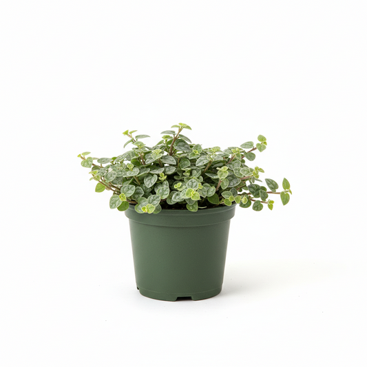 Dichondra 4.5 in