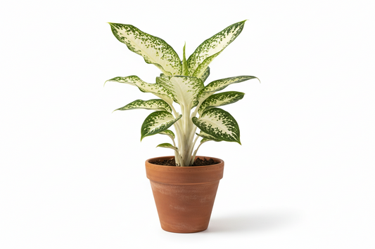 Dieffenbachia Hybrid