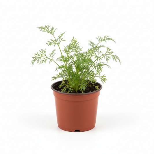 Dill