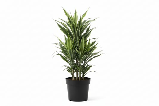 Dracaena Giganta 10 in