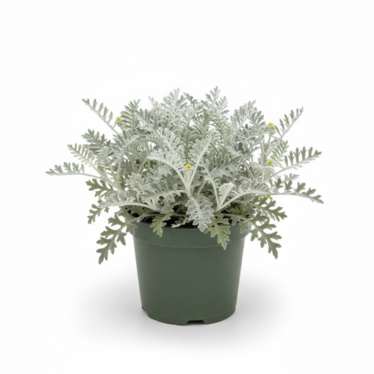 Dusty Miller