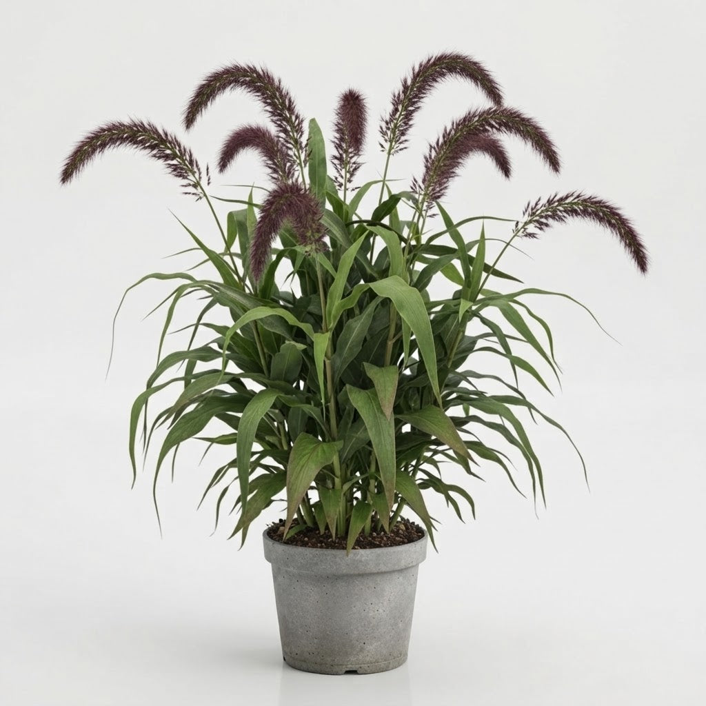 Millet Ornamental