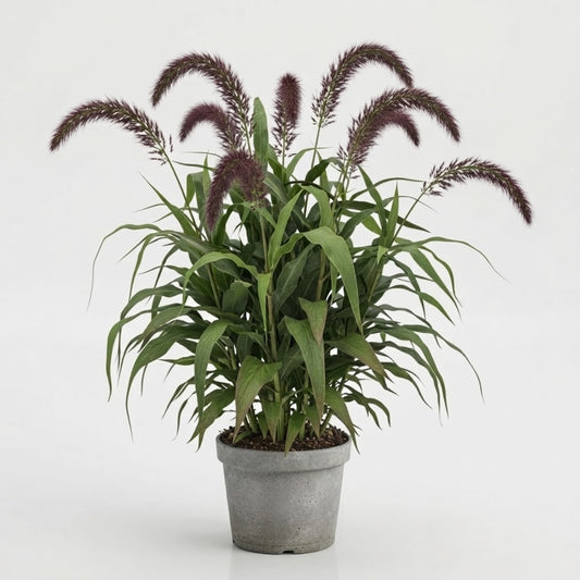 Millet Ornamental
