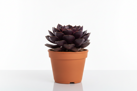 Eggplant Succulent 3in