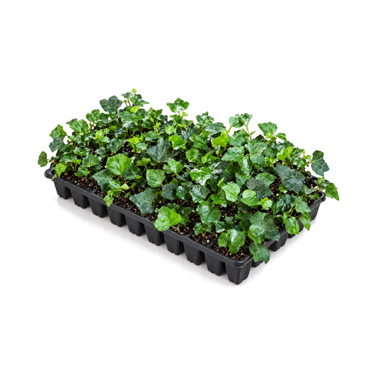 English ivy plugs in a black plastic nursery flat of 50