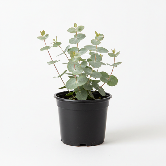 Eucalyptus 4in