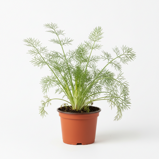 fennel