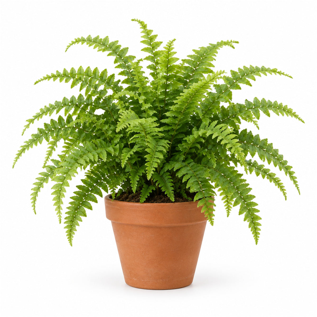 Fern in a terracotta pot