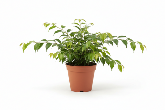 Ficus Benjamina