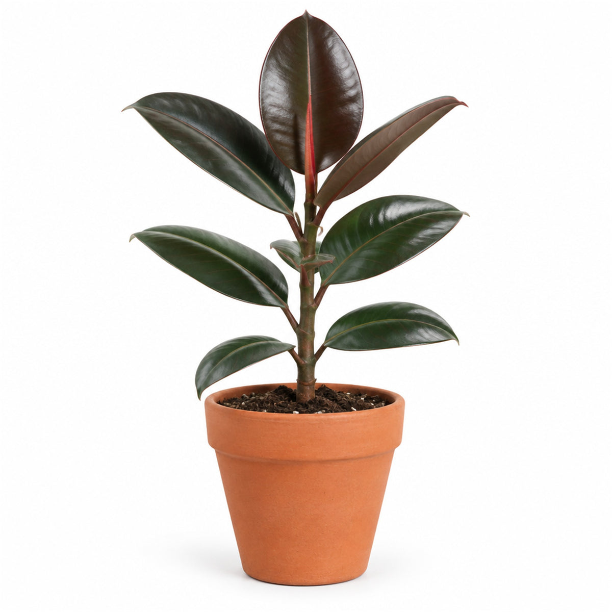 Rubber plant (Ficus elastica) in a terracotta pot