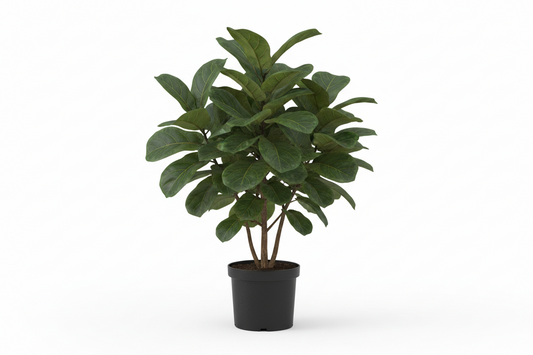 Ficus Lyrata Fiddle Fig