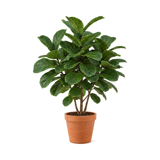 Fiddle leaf fig (Ficus lyrata) in a terracotta pot
