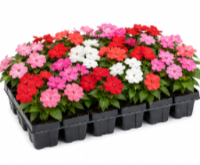 Assorted Annuals