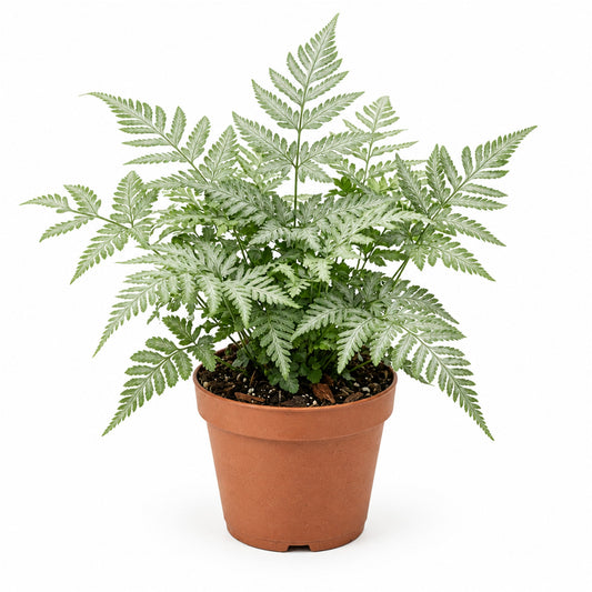 Frosty fern in a terracotta pot