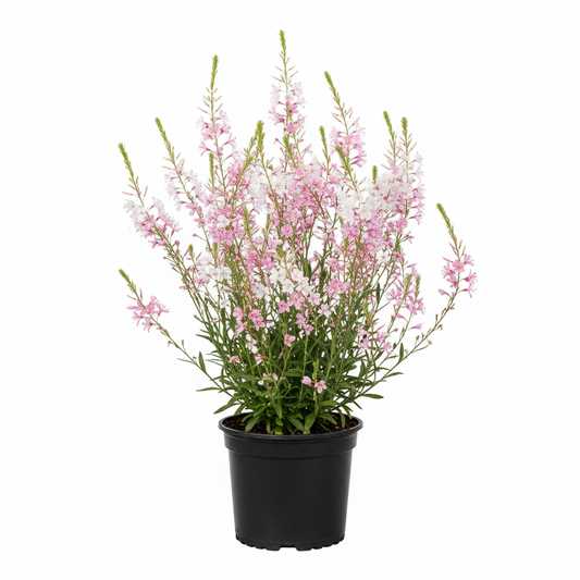 Gaura 1qt