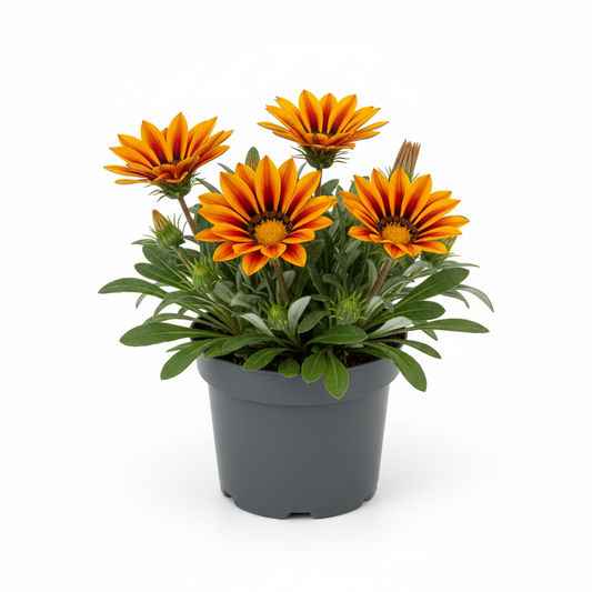 Gazania