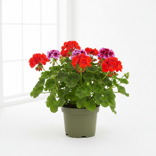 Geraniums