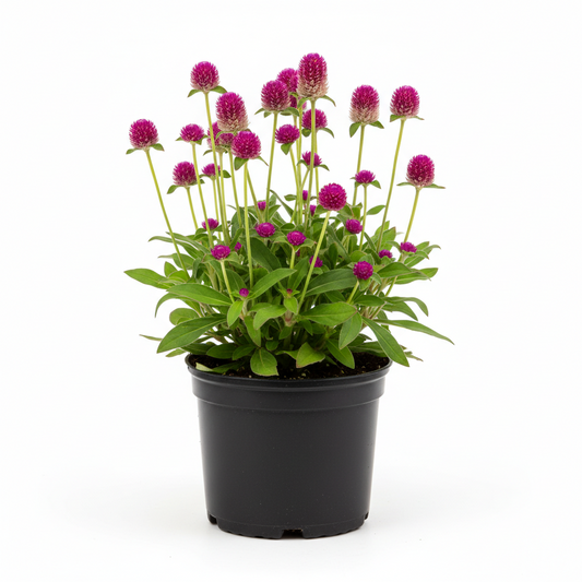 Gomphrena