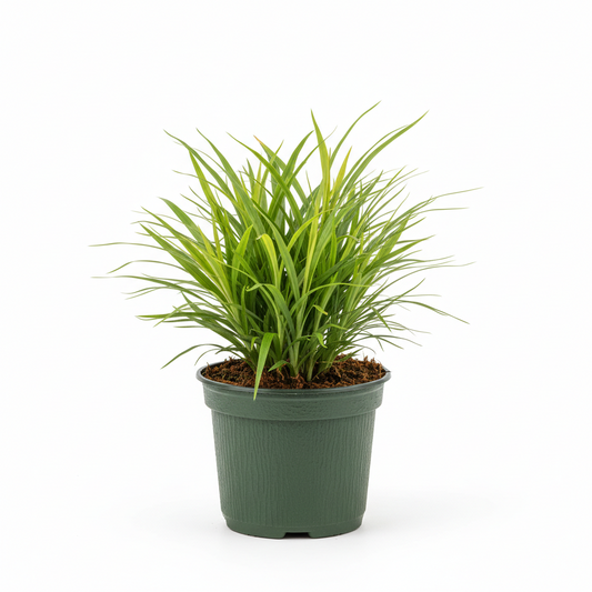 Grass Acorus Sweet Flag 1gal