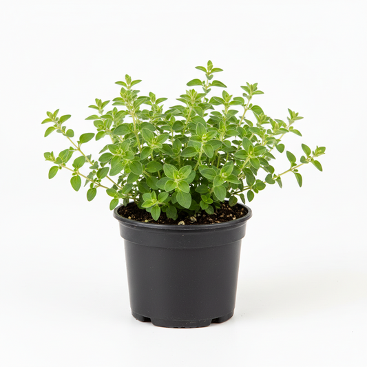 Oregano Greek 4-5"