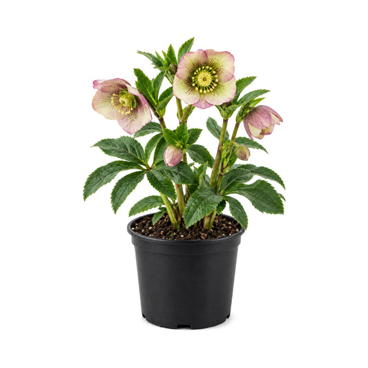 Hellebores in bloom in a black grower's pot