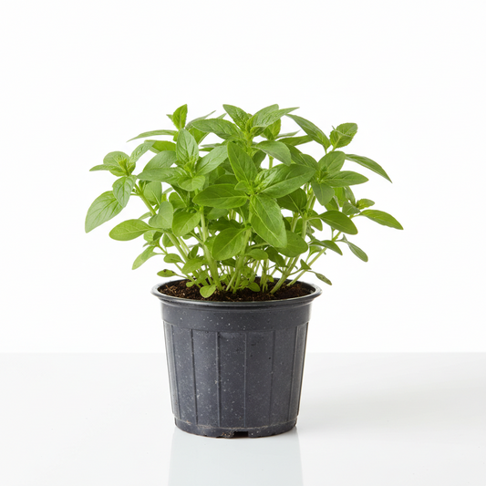 Lemon Balm