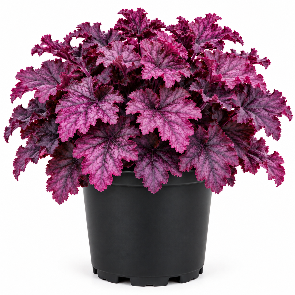 Coral Bells Heuchera hybrid pink panther 1gal