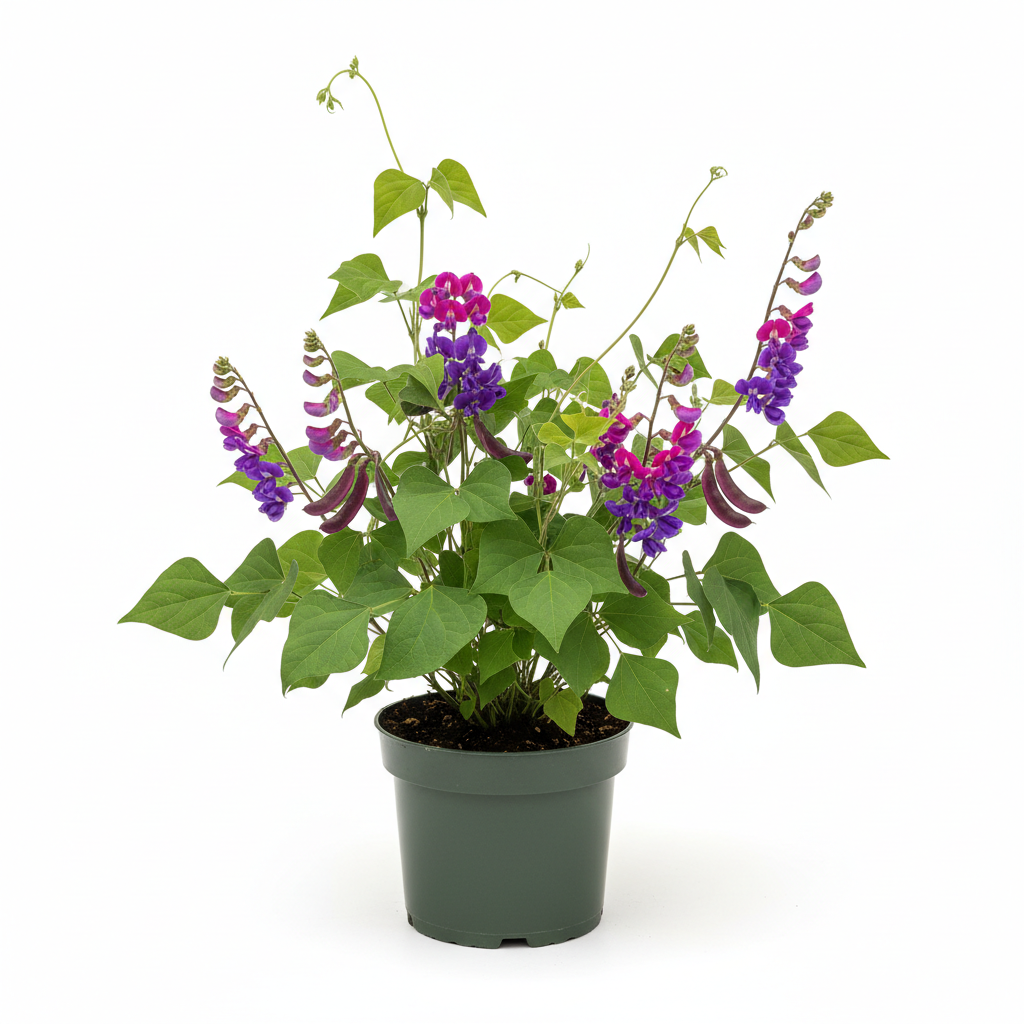 Hyacinth Bean