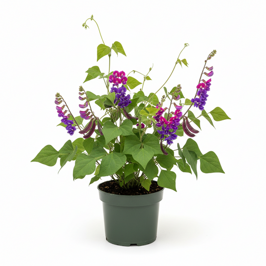 Hyacinth Bean