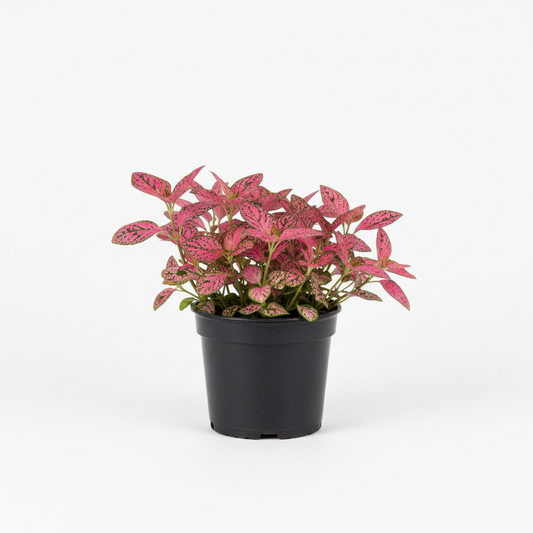 Hypoestes