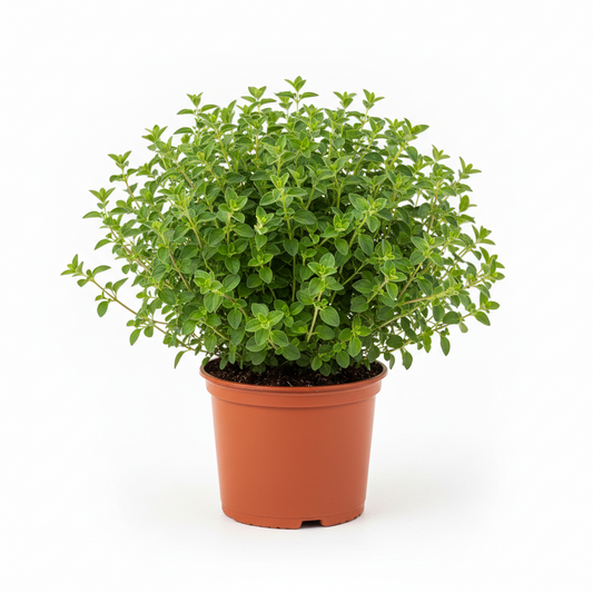 Oregano Italian 4-5"