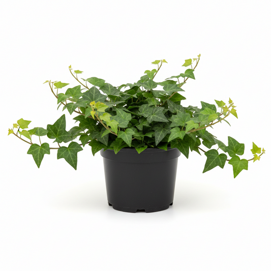 Ivy