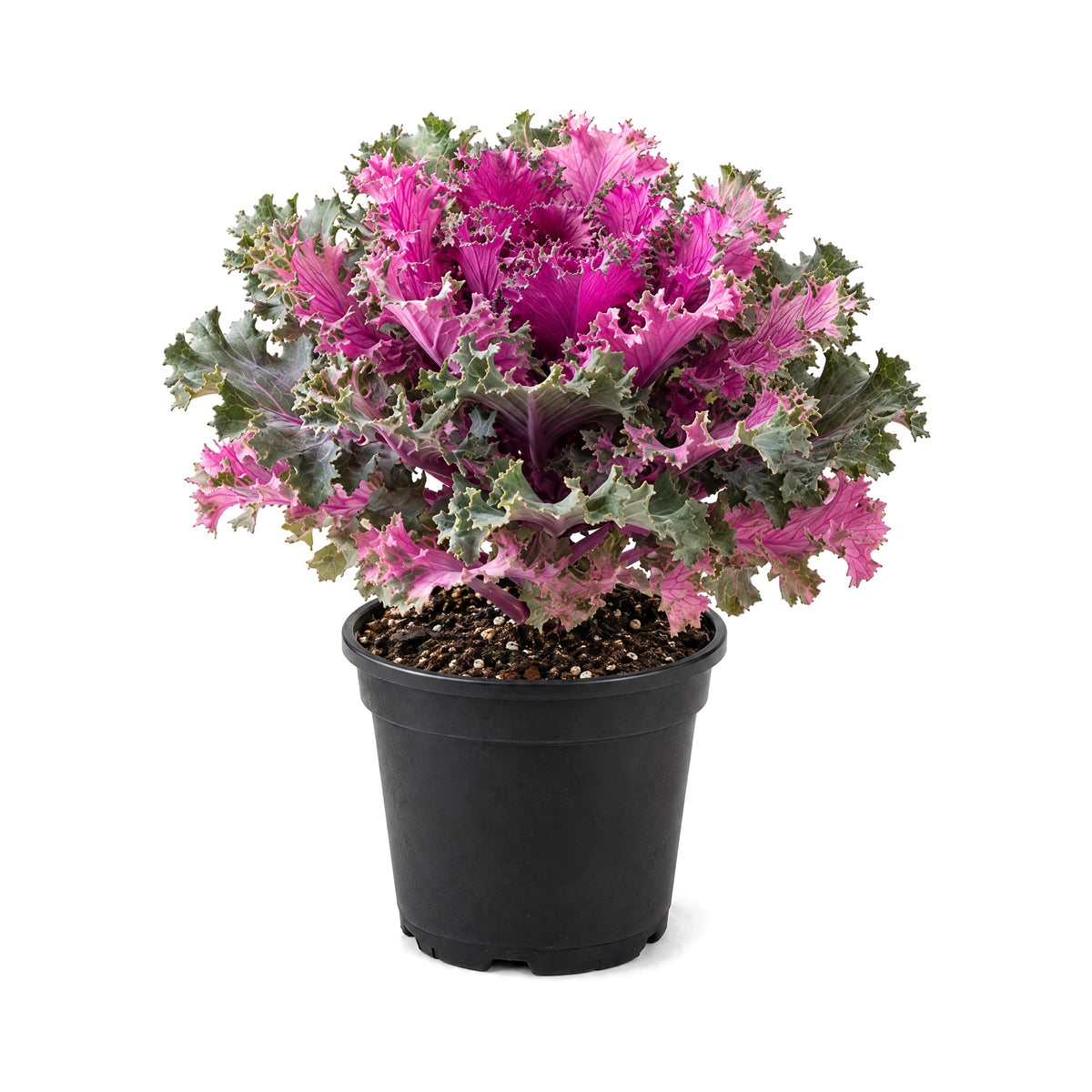 Ornamental kale plant with colorful leaves in a black grower's pot