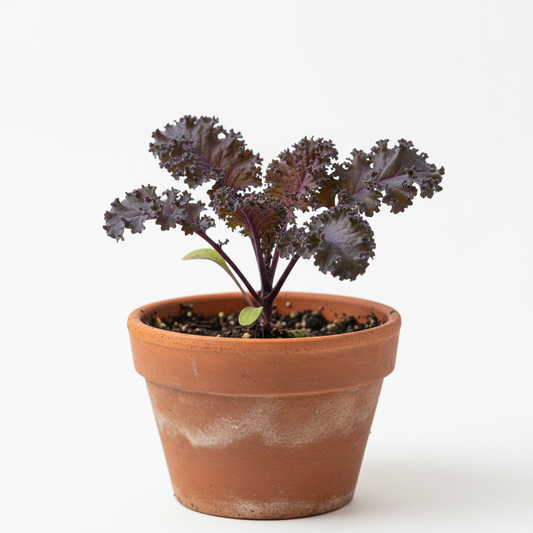 Kale Redbor