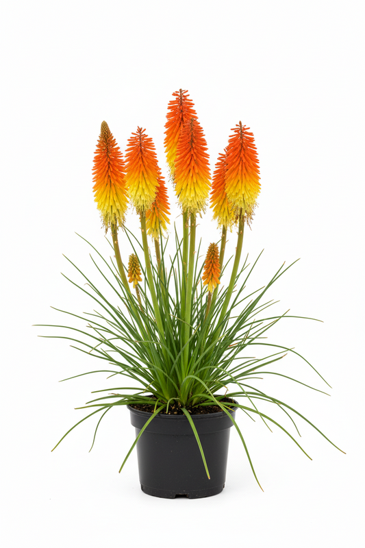 Kniphofia 1qt
