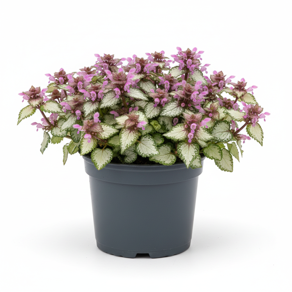 Lamium 1qt