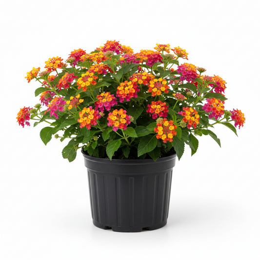 Lantana 4.5 in