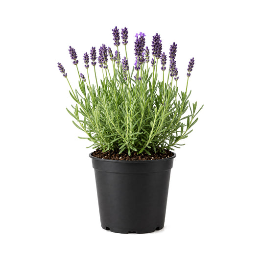 Hidcote lavender in a black grower's pot