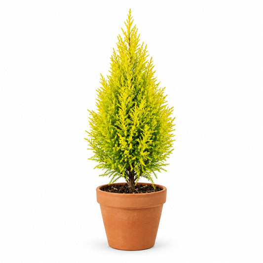 Lemon cypress in a terracotta pot
