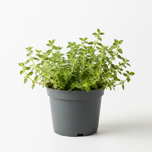 Lemon Thyme 4-5"