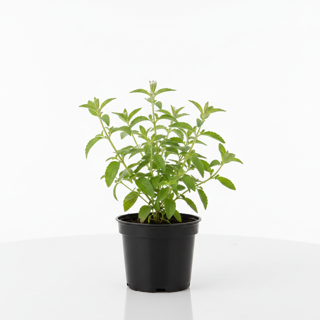 Lemon Verbena 4-5"