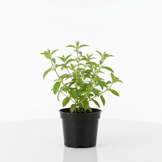 Lemon Verbena 4-5"