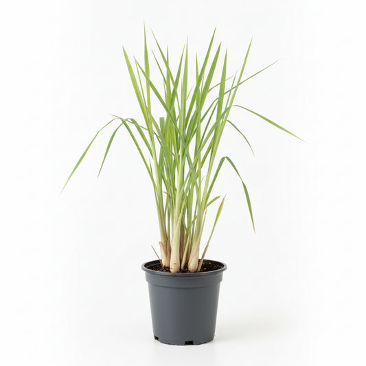Lemongrass